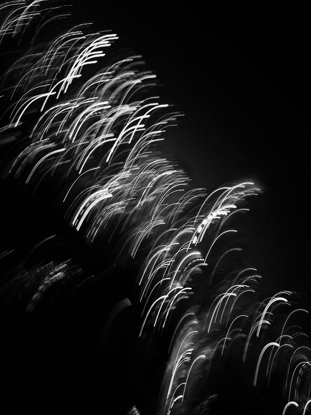 WheatGrass, Limited Edition Photo Print