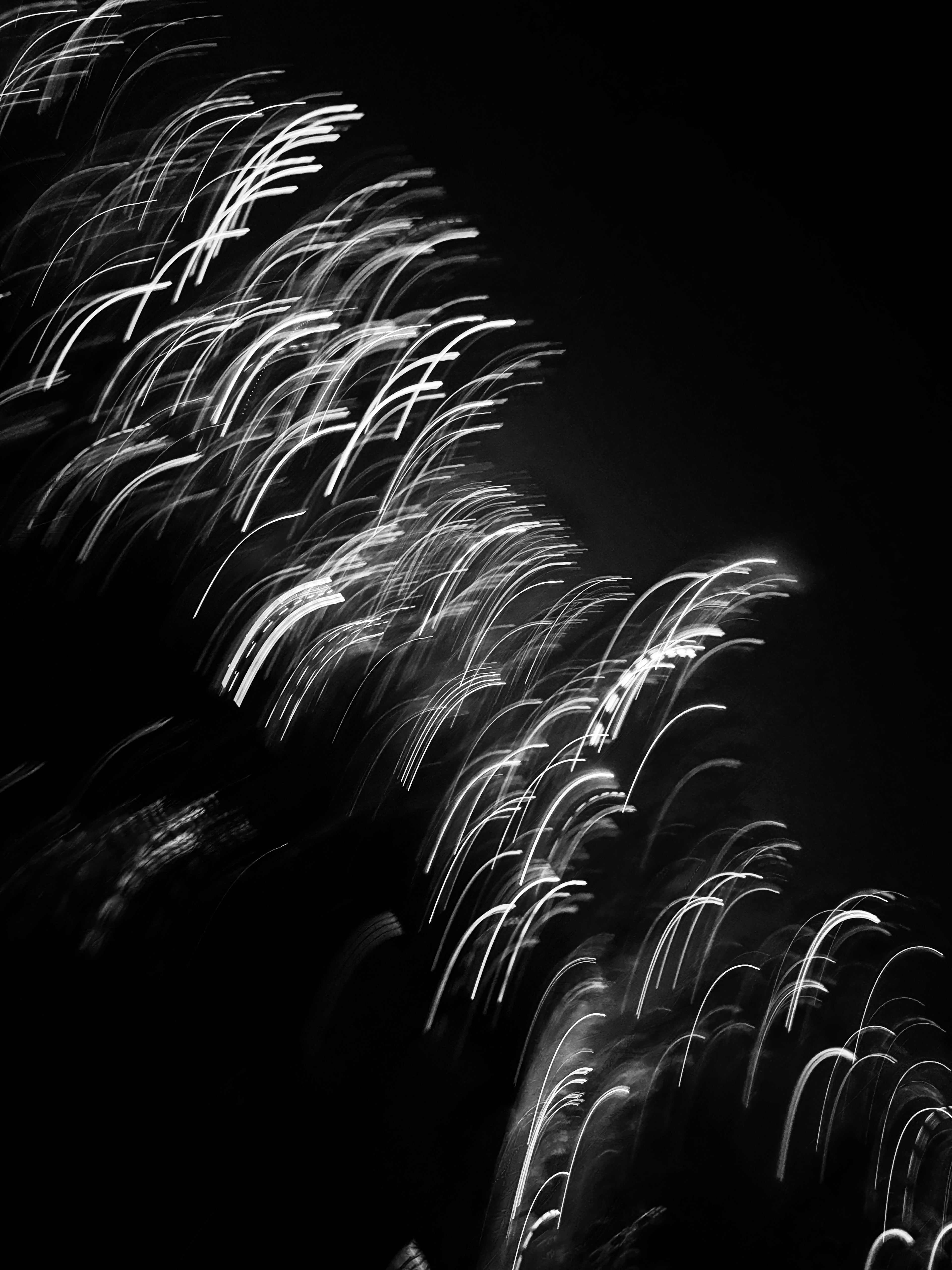 WheatGrass, Limited Edition Photo Print